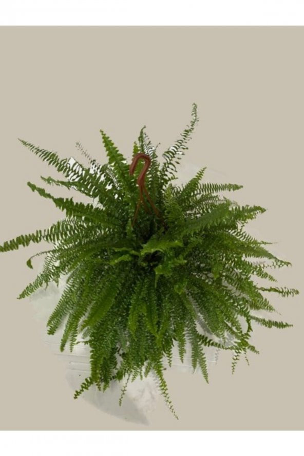 Aşk Merdiveni Askılı Nephrolepis 30-40 cm - Resim 3