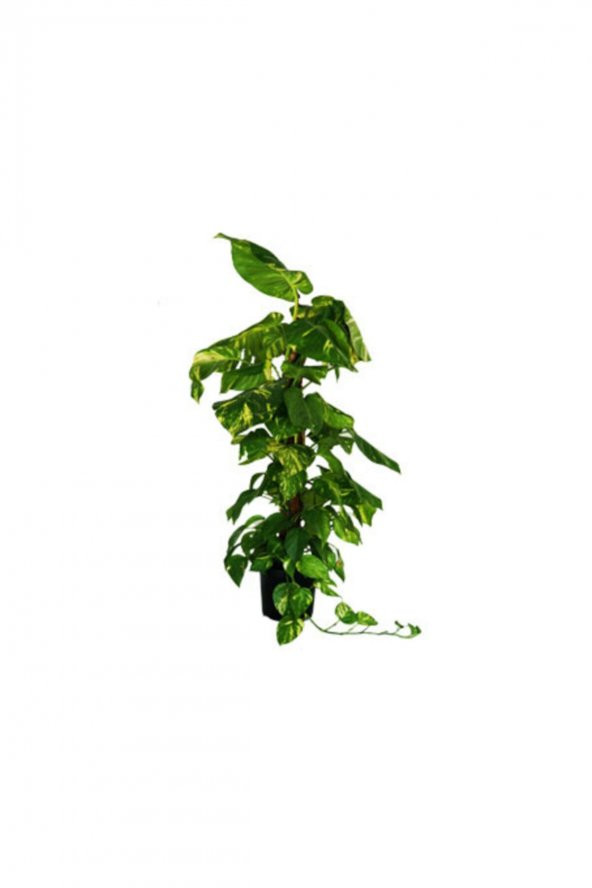 Salon Sarmaşığı100  cm Epipremnum Aureum-Pothos - Resim 2