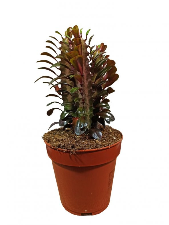 Euphorbia Trigona  Afrika Süt Ağacı Kaktüsü15-20cm ürün görseli 1