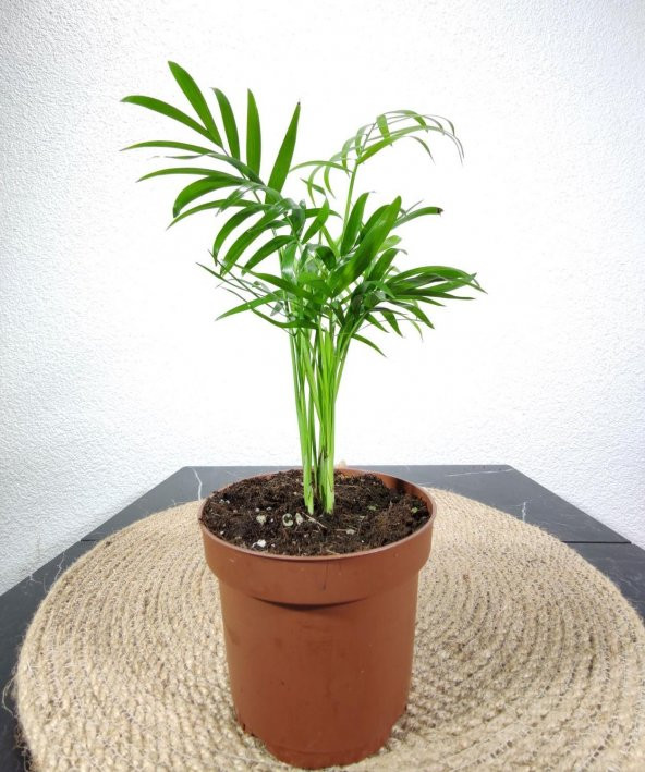 Dağ Palmiyesi- Chamaedorea Elegans 20-30 cm - Resim 3
