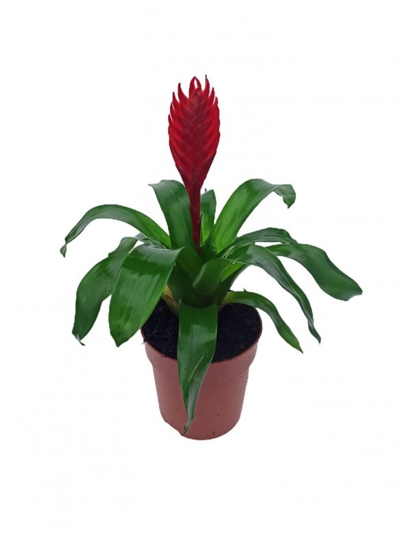 Vresia Kırmızı Alev Kılıcı Çiçeği 20-30 cm ürün görseli 1