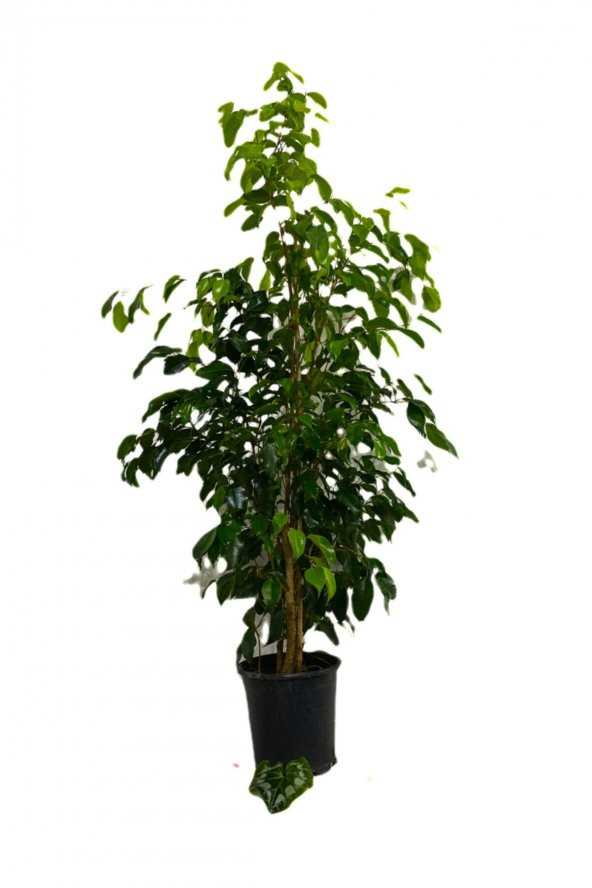 FİCUS BENJAMİNA-BENJAMİN BİTKİSİ 80-100 cm ürün görseli 1