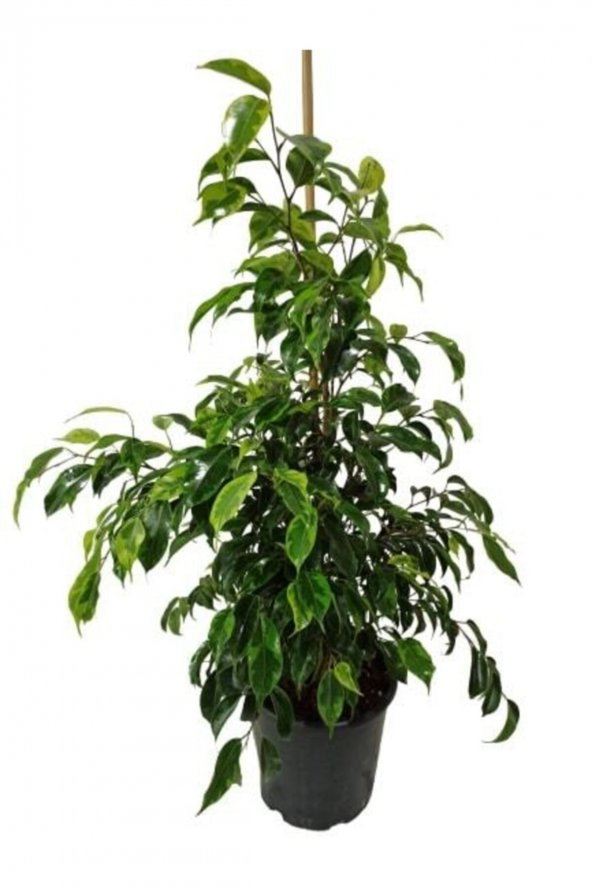 Ficus Benjamin Anastasia 80-100 Cm ürün görseli 1