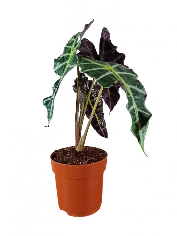 Fil Kulağı Bitkisi - Alocasia Polly 30-40 Cm ürün görseli 1