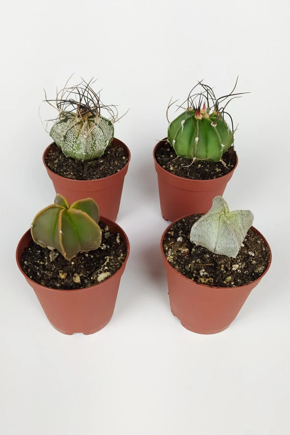 4 lü Astrophytum Özel Tür Kaktüs Seti 5.5 cm Saksıda ürün görseli 1