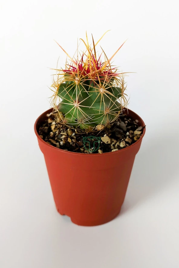 Thelocactus Bicolor Özel Tür Kaktüs 5.5 cm Saksıda ürün görseli 1