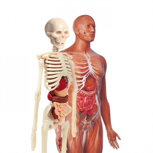 İlk Keşiflerim - İnsan Anatomisi - Resim 2