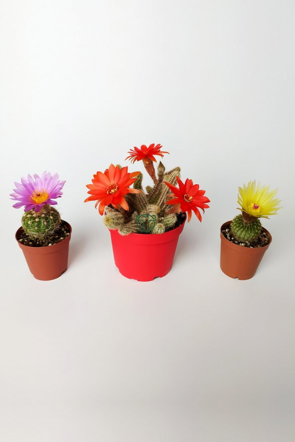 3 lü Çiçekli Kaktüs Set Natocactus Ubelmanianus, Echinopsis Chamaecereus, Parodia Buiningii ürün görseli 1
