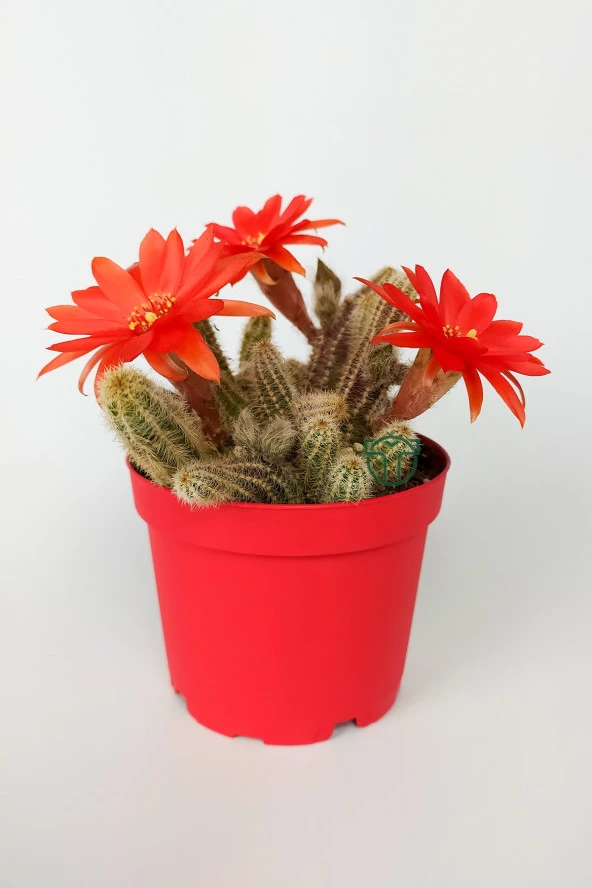 Echinopsis Chamaecereus Yılan Kaktüs Parmak Kaktüs Kırmızı Çiçek Açan Kaktüs Özel Tür 8.5 cm Kırmızı ürün görseli 1