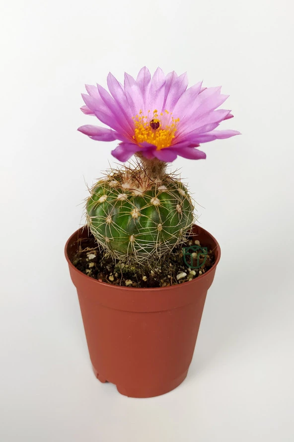 Natocactus Ubelmanianus Pembe Çiçek Açan Kaktüs Özel Tür 5.5 cm Saksıda ürün görseli 1