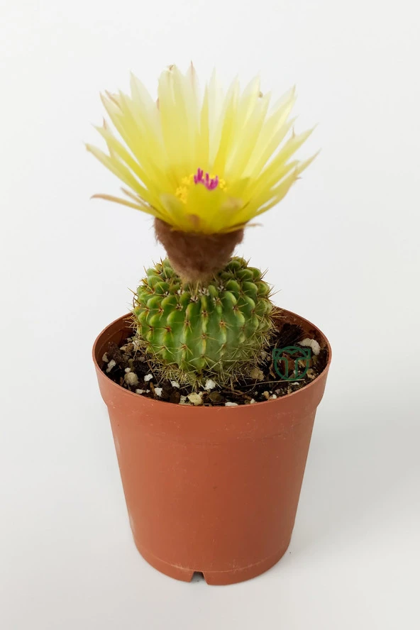 Notocactus (Parodia) Buiningii Sarı Çiçek Açan Kaktüs Nadir Özel Tür 5.5 cm Saksıda ürün görseli 1