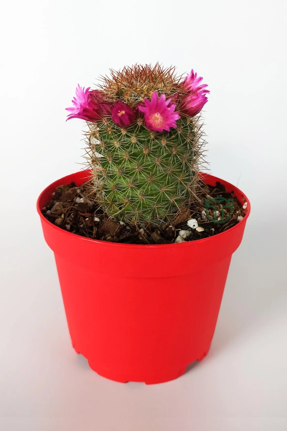 Mammillaria Spinosissima Lila Çiçekli Kaktüs Özel Tür 8.5 Saksıda ürün görseli 1