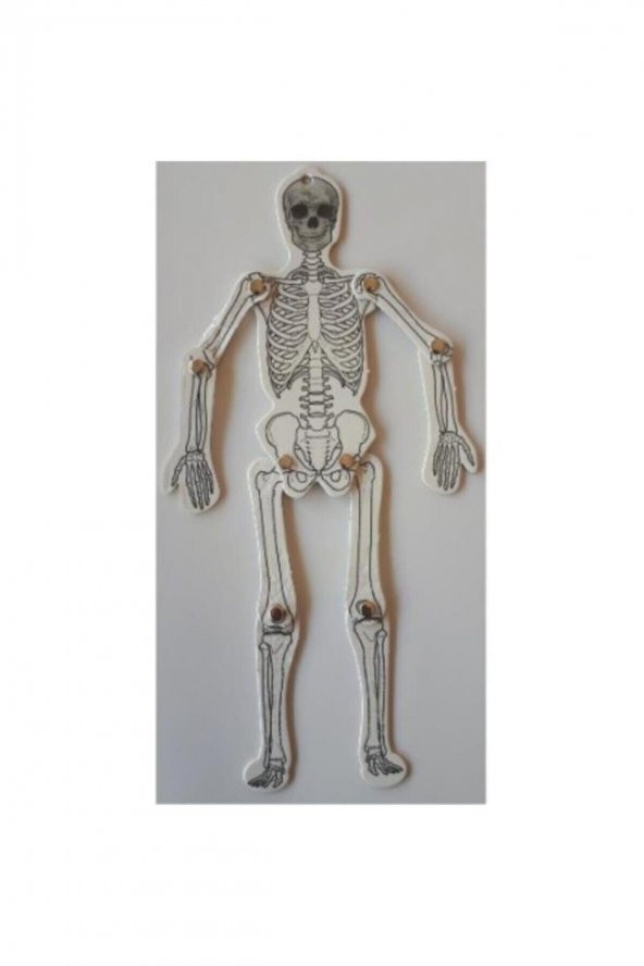 İskelet Sistemi A4 Karton - Resim 2