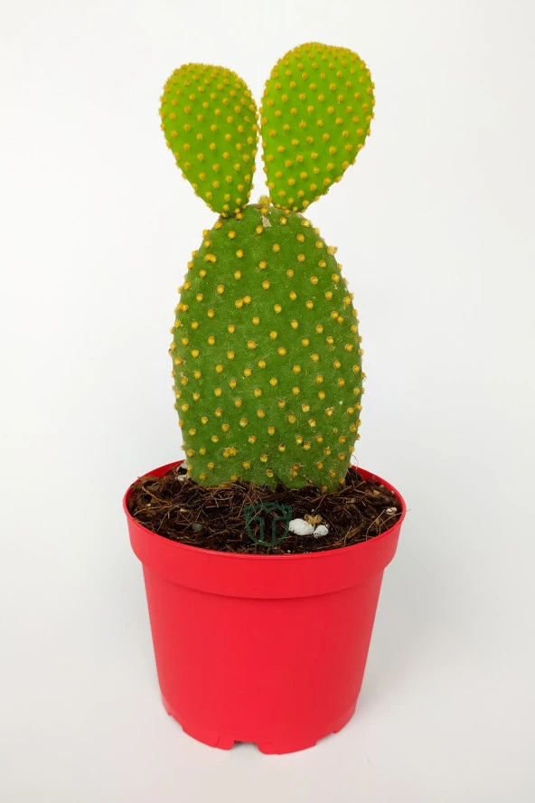 Tavsan Kulağı Yesil Opuntia 8.5 cm Kırmızı Saksıda ürün görseli 1