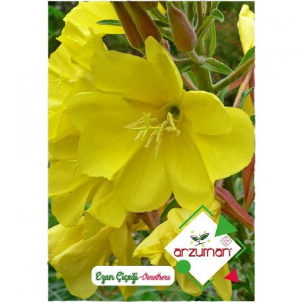 Arzuman Ezan Çiçeği Oenothera 100lü ürün görseli 1