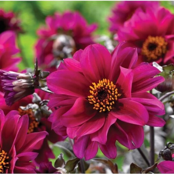 Arzuman Dahlia Çiçeği 30 Tohum ürün görseli 1