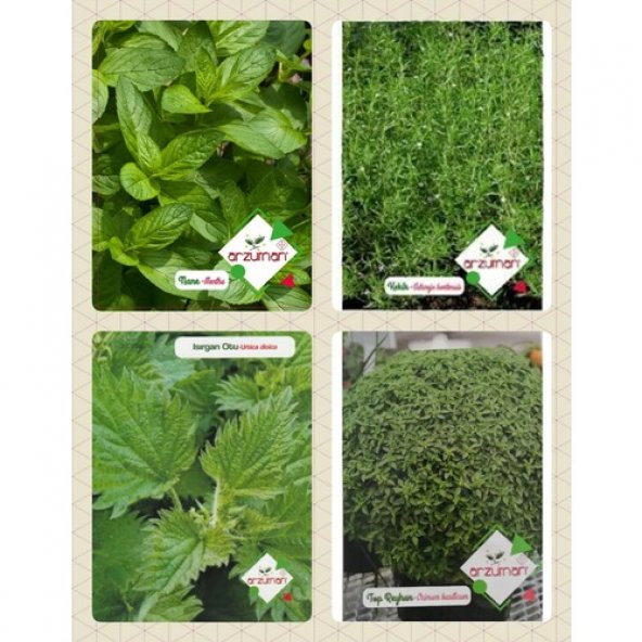 Arzuman Aromatik Bitkiler ürün görseli 1