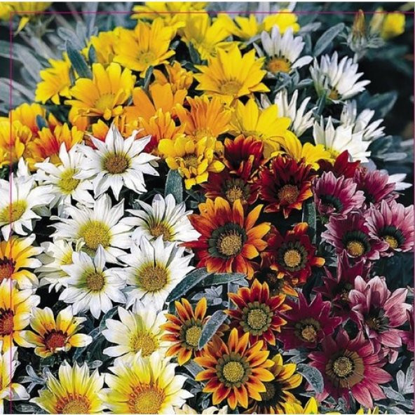 Arzuman Meramlı Kız (Gazania Splendens) Çiçek Tohumu 20 Adet ürün görseli 1