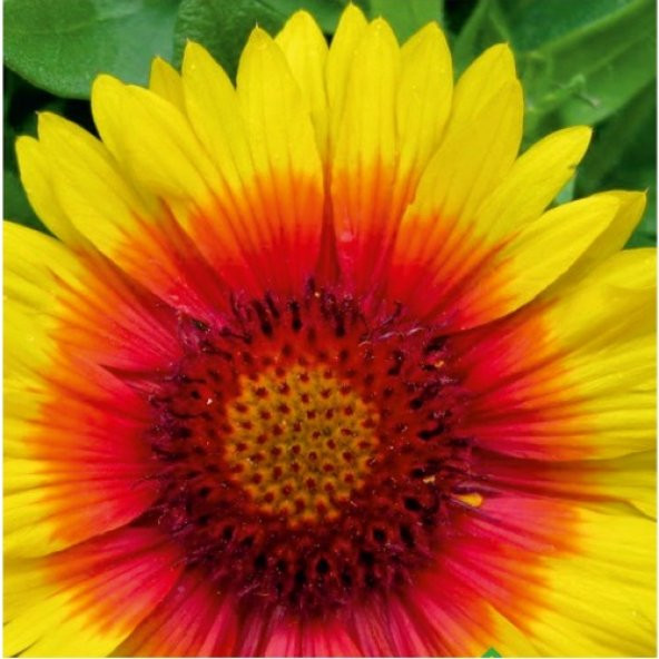 Arzuman Ay Yıldız (Gaillardia) Çiçek Tohumu 50 Adet ürün görseli 1