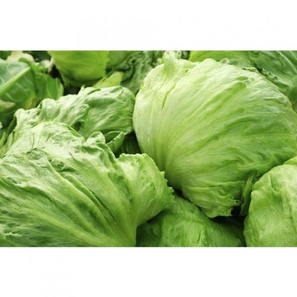 Arzuman Iceberg Marul (İthal) Marul 5 Gram ürün görseli 1