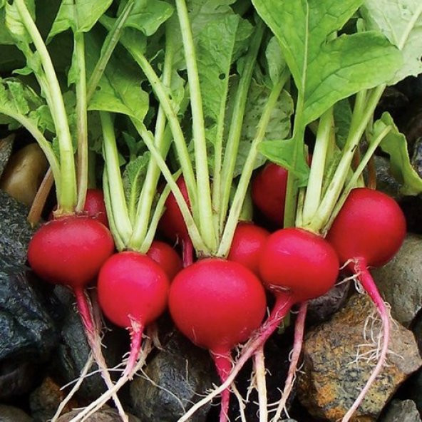 Arzuman Fındık Turp Cherrybelle 10 Gram ürün görseli 1