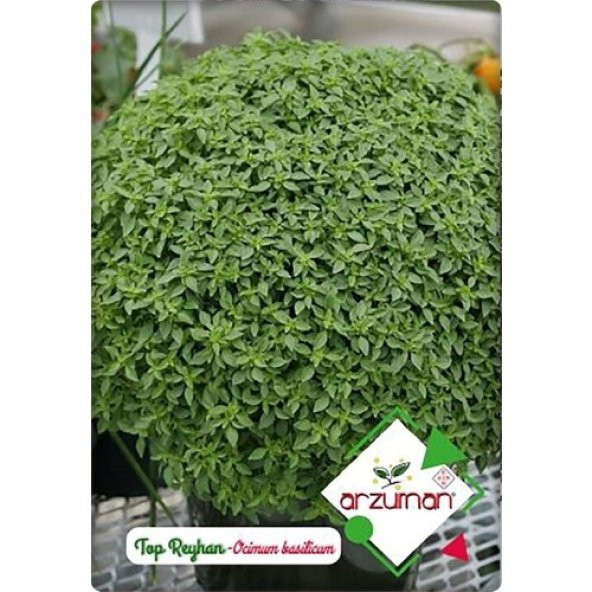 Arzuman Küçük Çiftlik Top Reyhan (Fesleğen) (100 Adet) ürün görseli 1
