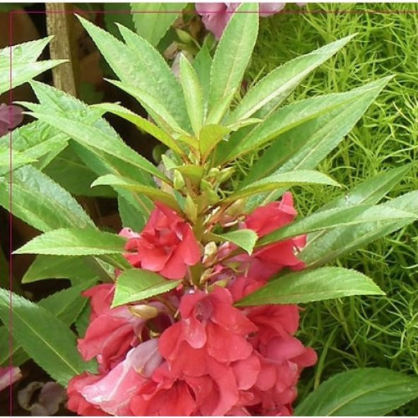 Arzuman Türbe Çiçeği (Impatiens Balsamina) Çiçek Tohumu 30 Adet ürün görseli 1