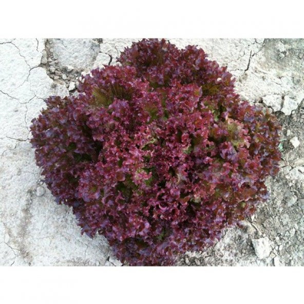 Arzuman Kırmızı Kıvırcık Marul (İthal) Marul 5 Gram ürün görseli 1