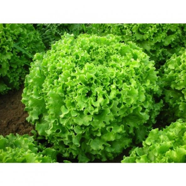 Arzuman İri Kıvırcık Marul 10 Gram ürün görseli 1