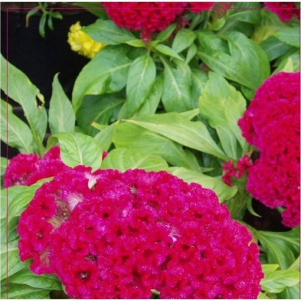 Arzuman Horozibiği (Celosia) Çiçek Tohumu 100 Adet ürün görseli 1