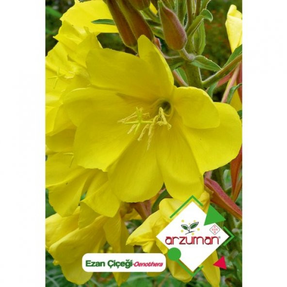 Arzuman Ezan Çiçeği (Oenothera) Çiçek Tohumu 100 Adet ürün görseli 1
