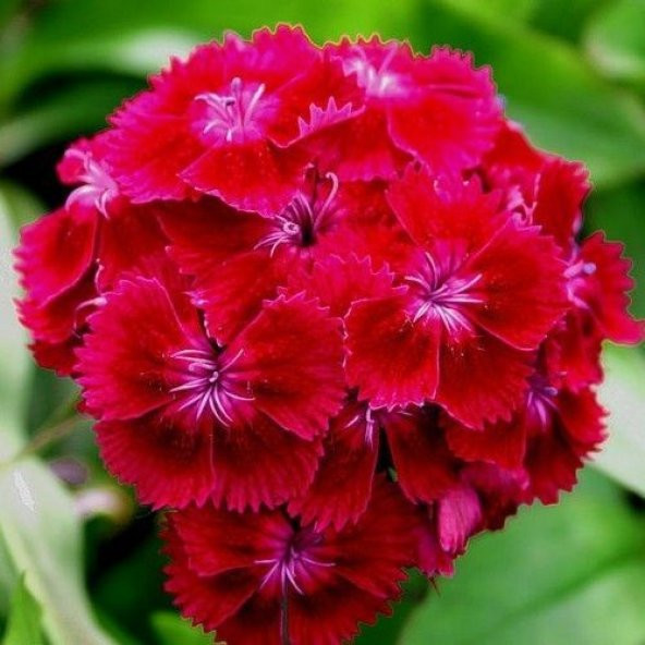 Arzuman Hüsnüyusuf (Dıanthus Barbatus) 100 Adet ürün görseli 1