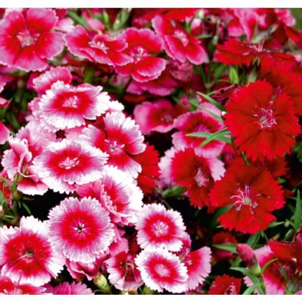Arzuman Çin Karanfili (Dianthus Chinensis) Çiçek Tohumu 100 Adet ürün görseli 1