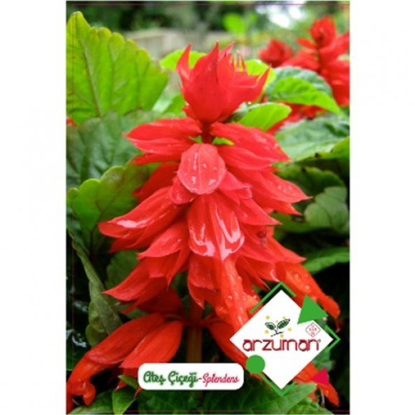 Arzuman Ateş Çiçeği Salvia Splendes 30lu ürün görseli 1