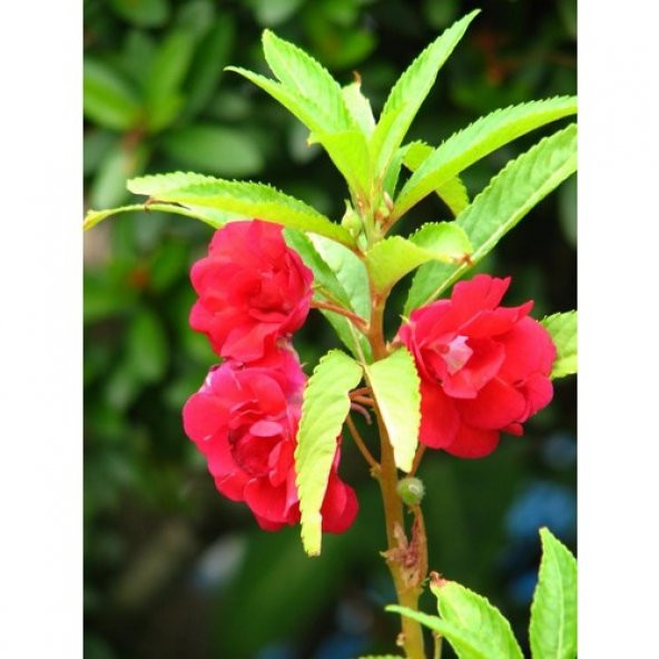 Arzuman Türbe Çiçeği (Impatıens Balsamıa) 30 Adet ürün görseli 1