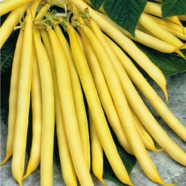 Arzuman Fasulye Hanımteni (Turşuluk) 50 Gram ürün görseli 1