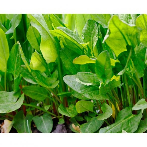 Arzuman Kuzukulağı (Ekşiotu) 5 Gram ürün görseli 1