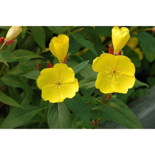 Arzuman Ezan Çiçeği (oenothera) 100 Adet ürün görseli 1