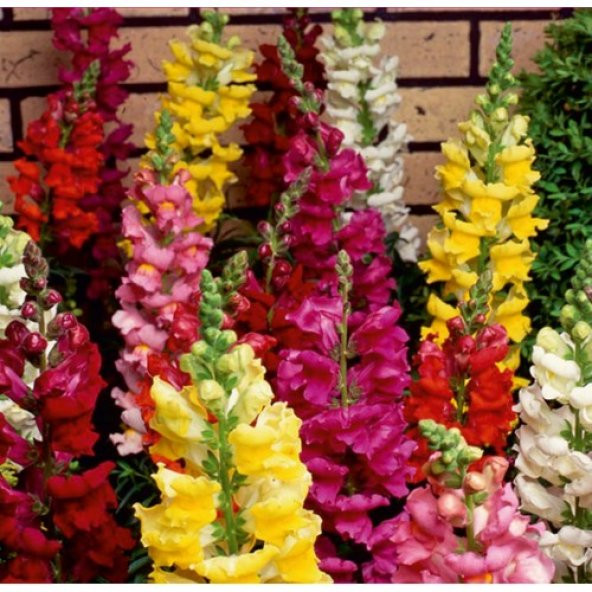 Arzuman Aslanağzı (Antirrhinum Majus) Çiçek Tohumu 100 Adet ürün görseli 1