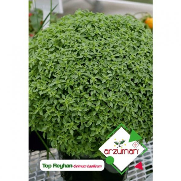 Arzuman Top Fesleğen - Top Reyhan (Ocimum Basilicum) Çiçek Tohumu 100 Adet ürün görseli 1