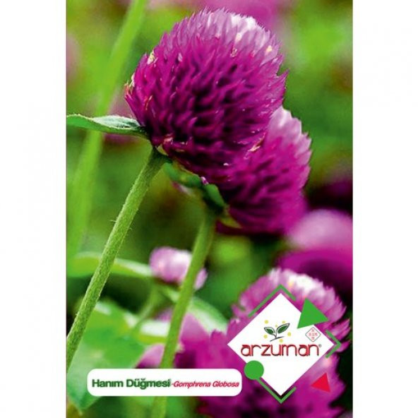 Arzuman Hanım Düğmesi (Gomphrena Globosa) Çiçek Tohumu 20 Adet ürün görseli 1