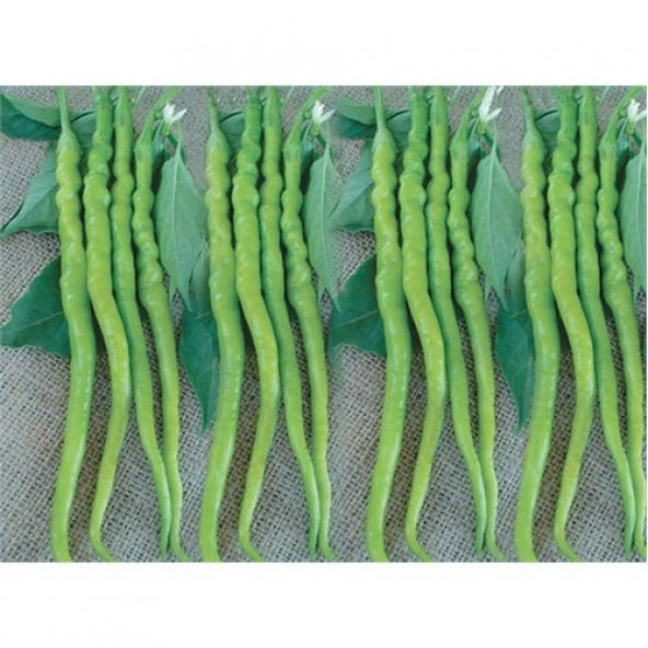 Biber Kıl Sivri Acı Tohumu(10 Gr) ürün görseli 1