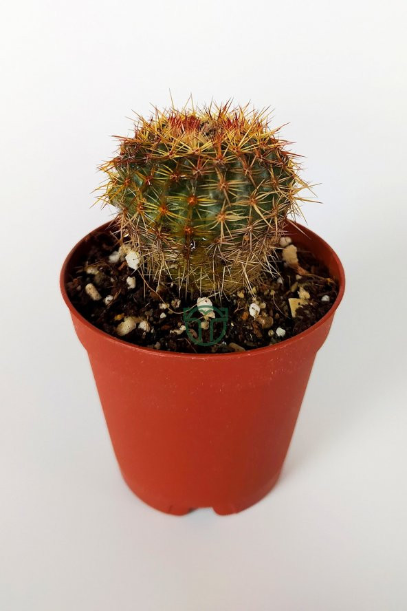 Parodia Erubescens Özel Tür Kaktüs 5.5 cm Saksıda ürün görseli 1