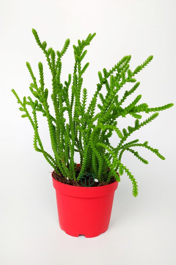 Prenses Çamı Crassula Muscosa Sukulent 8.5 cm Kırmızı Saksıda ürün görseli 1