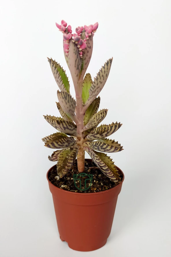 Aşkın Gözyaşları Çiçeği Kalanchoe Daigremontiana Pembe 5.5 cm Saksıda ürün görseli 1