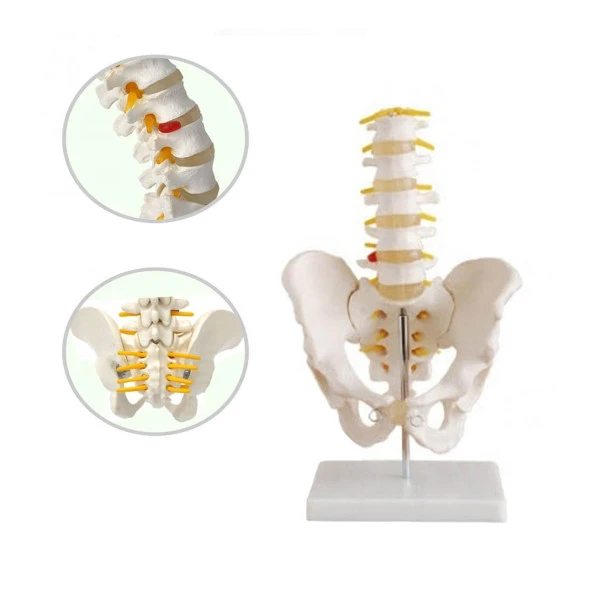 Pelvis (Leğen) Maketi Model 31 ürün görseli 1