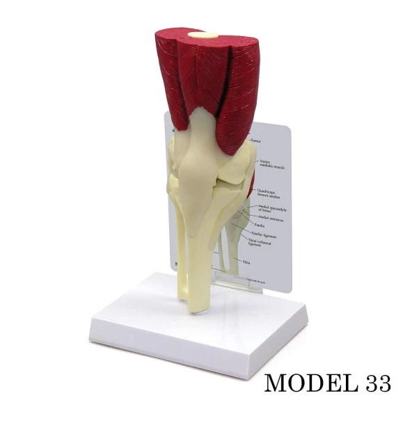 Diz Eklemi Maketi (Kas, Tendon Eklem Modeli) Model 33 ürün görseli 1