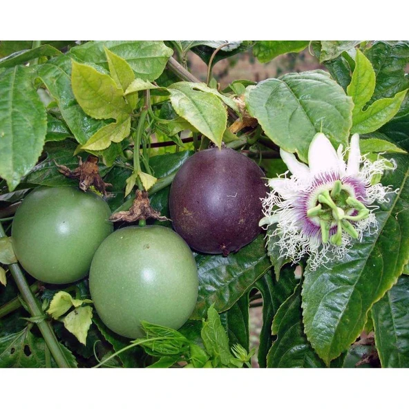 Üstü MeyveliTüplü Passiflora Fidanı Yaş 2 Boy 130-150 cm ürün görseli 1