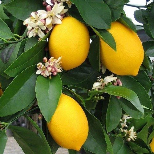 Saksilik 3.5 Yas Bodur Yediveren Limon Fidani ürün görseli 1