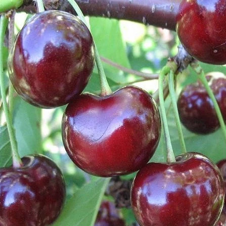 3 Yaş Aşılı Kiraz Fidanı SWEETHEART, Torbada ürün görseli 1